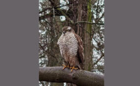 Перепелятник попал в объектив камеры в Петербурге