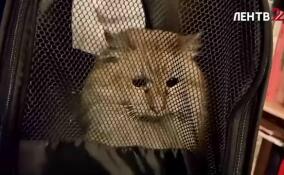 Специалисты центра «Кошкиспас» вызволили кота, который застрял в шахте вентиляции дома в Петербурге