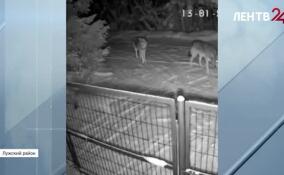 Волки терроризируют жителей садоводств в Лужском районе