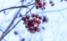 До -10, местами снег: прогноз погоды в Ленобласти на 17 января