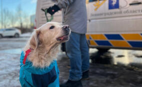 В Ленобласти зарегистрировали почти 90 тысяч домашних собак
