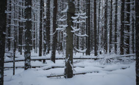 Немецкие туристы на снегоступах из любопытства пересекли российско-финскую границу