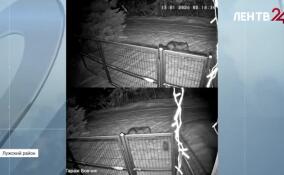 После сообщений о появлении волков в Лужском районе организована добыча хищников в рамках любительской и спортивной охоты