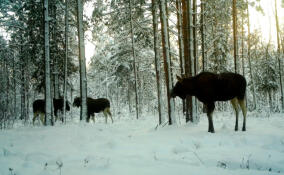 Компания безрогих лосей попала в объектив камеры во Всеволожском районе