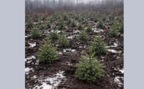 В Волосовском районе восстановили лес на площади 261 гектар