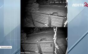 В Лужском районе участились случаи выхода волков в жилой массив