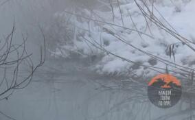 Пара краснокнижных камышниц осталась зимовать в Петербурге