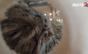 К манулу Шу едет невеста