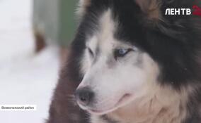Корреспондент ЛенТВ24 отправилась на тренировку хаски