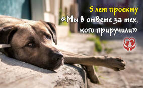 В Ленобласти 5 тысяч животных нашли дом благодаря проекту «Мы в ответе за тех, кого приручили!»