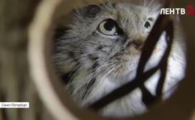 Невеста для манула Шу приехала в Ленинградский зоопарк