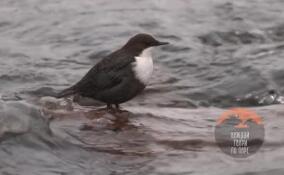 В Приозерском районе в объектив камеры попал воробей-экстремал