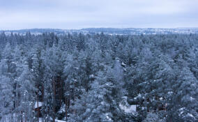 Деревья облачились в ледяные наряды в лесу у Мистолово