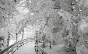 Снег и мороз до −16℃ ожидаются в Ленобласти 24 января