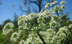 В Ленобласти создадут приложение для борьбы с борщевиком