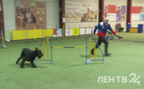 В Мурино проходит кубок Ленинградской области по кинологическому спорту