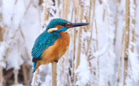 На Финском заливе в объектив камеры попал краснокнижный зимородок