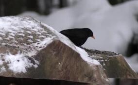 В парке Монрепо запечатлели черного дрозда