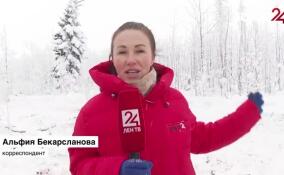 В Приозерском лесничестве началась реализация программы «Чистые леса Ленобласти»