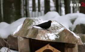 В парке Монрепо заметили чёрного дрозда