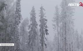 В Приозерском лесничестве показали, как идет работа в рамках программы «Чистые леса»