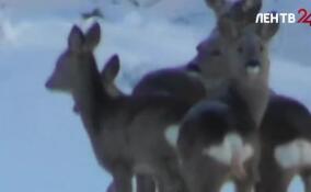 В Ленобласти устанавливают кормушки с сеном и зерном для косуль