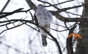 В Петербурге ястреб-тетеревятник всячески пытался согреть замерзшие на морозе пальцы