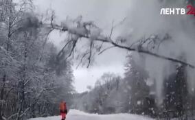 В Ленобласти убирают опасные деревья вдоль дорог