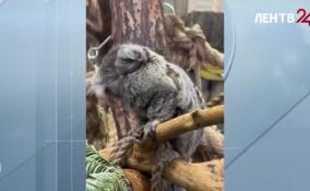 У пары игрунок из Ленинградского зоопарка родился девятый малыш