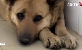 Как помочь бездомным в холода?