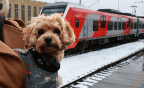 Пассажиры в Ленобласти совершили почти полмиллиона поездок с животными в 2025 году