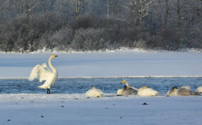 Зимняя сказка на Вуоксе: лебеди-кликуны остались зимовать в Приозерске