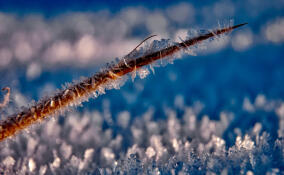 Снег, изморозь и мороз до −21°C ожидаются в Ленобласти 1 февраля