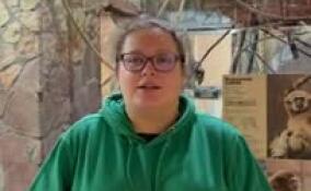 В Ленинградском зоопарке белорукий гиббон Персей отметил свое 32-летие