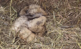 Сурок Филимон из Ленобласти не проснулся в День сурка