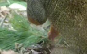 Обитателей Ленинградского зоопара порадовали хвойными угощениями