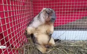 Весна в Ленобласти откладывается на полтора месяца