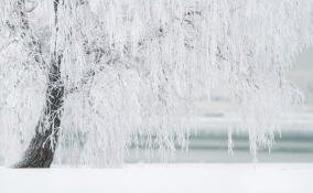 До -24 ночью и до -14 днем: прогноз погоды в Ленобласти на 4 февраля