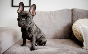 В Петербурге хозяйка бульдога отсудила у ветеринара более 100 тыс. рублей за гибель питомца