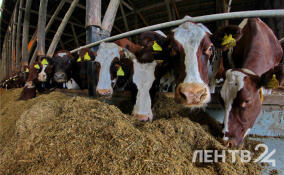 На молочной ферме в Лупполово нашли нарушения правил содержания крупного рогатого скота