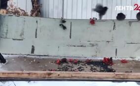 С 7 по 15 февраля в России состоится перепись воробьев