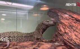 В Ленинградском зоопарке к самцу синехвостого варана приехала самка