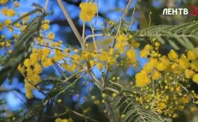 В Сочи распустилась первая мимоза