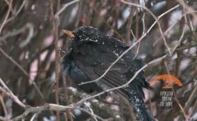 Семью черных дроздов заметили в Невском районе Петербурга