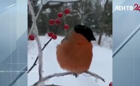 В парке Монрепо поселились снегири