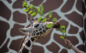 В 2025 году в Ленинградском зоопарке побывали более 1,2 млн человек