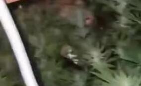 Двух наркоплантаторов поймали в Петергофе