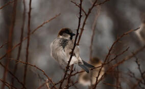 Жителей Ленобласти приглашают принять участие в  «Воробьиной переписи»