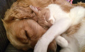 «Рабикан» для питомцев: В Ленобласти началась бесплатная вакцинация от бешенства