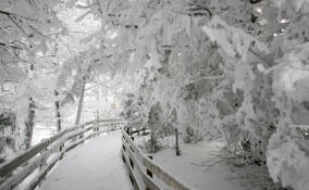 Морозы до -24°C ожидаются в Ленобласти в ночь на 8 февраля